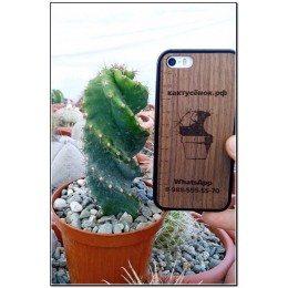 Цереус Форбса "Spiralis" (Сereus forbesii spiralis, Цереус спиральный)