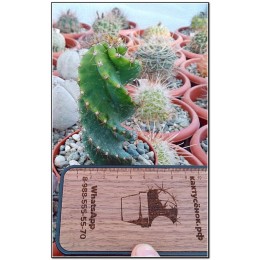 Цереус Форбса "Spiralis" (Сereus forbesii spiralis, Цереус спиральный)