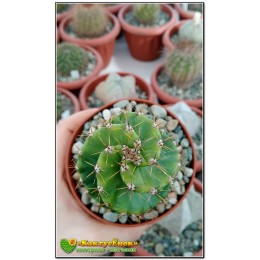 Цереус Форбса "Spiralis" (Сereus forbesii spiralis, Цереус спиральный)