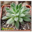 Эхеверия сет оливер (Echeveria cv. Set Oliver)