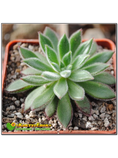 Эхеверия сет оливер (Echeveria cv. Set Oliver)