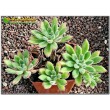 Эхеверия сет оливер (Echeveria cv. Set Oliver)