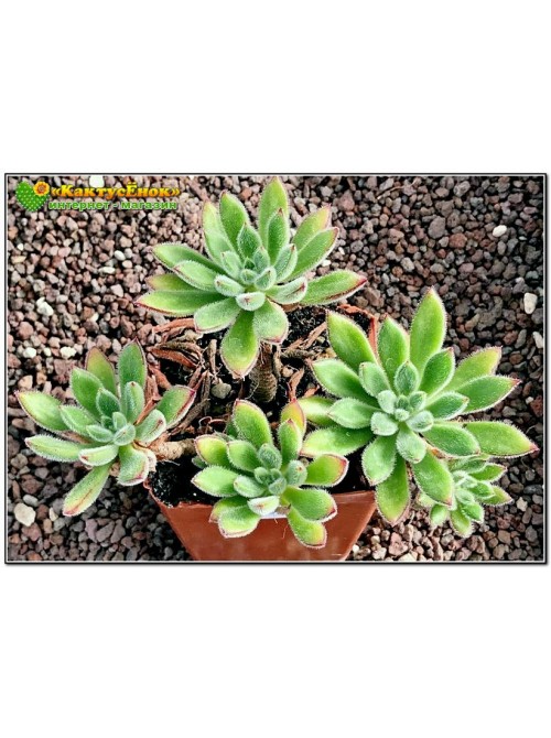 Эхеверия сет оливер (Echeveria cv. Set Oliver)