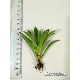 Черенок Эхеверия сет оливер (Echeveria cv. Set Oliver)