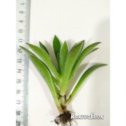 Черенок Эхеверия сет оливер (Echeveria cv. Set Oliver)