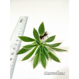 Черенок Эхеверия сет оливер (Echeveria cv. Set Oliver)