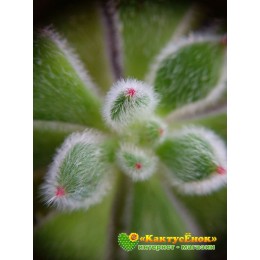 2 листовых черенка Эхеверия Сет оливер (Echeveria cv. Set Oliver, эхеверия сэт оливер)