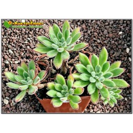 2 листовых черенка Эхеверия Сет оливер (Echeveria cv. Set Oliver, эхеверия сэт оливер)