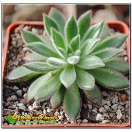 2 листовых черенка Эхеверия Сет оливер (Echeveria cv. Set Oliver, эхеверия сэт оливер)
