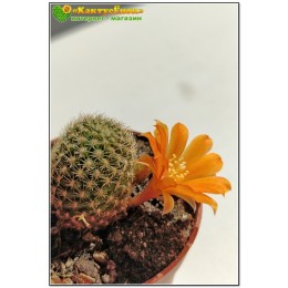 Ребуция Фибрига (Rebutia fiebrigii)