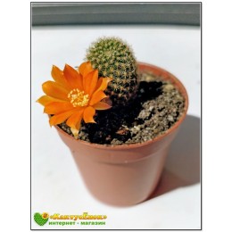 Ребуция Фибрига (Rebutia fiebrigii)