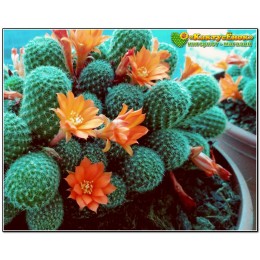 Ребуция Фибрига (Rebutia fiebrigii)