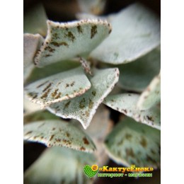 2 листовых черенка Каланхоэ ромболистное (Kalanchoe rhombopilosa, каланхоэ ромбопилоза)