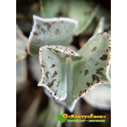 2 листовых черенка Каланхоэ ромболистное (Kalanchoe rhombopilosa, каланхоэ ромбопилоза)