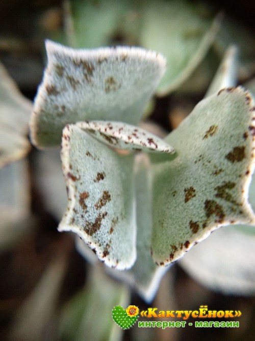 2 листовых черенка Каланхоэ ромболистное (Kalanchoe rhombopilosa, каланхоэ ромбопилоза)