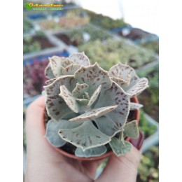 2 листовых черенка Каланхоэ ромболистное (Kalanchoe rhombopilosa, каланхоэ ромбопилоза)