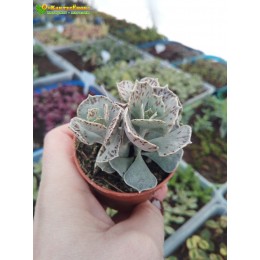 2 листовых черенка Каланхоэ ромболистное (Kalanchoe rhombopilosa, каланхоэ ромбопилоза)