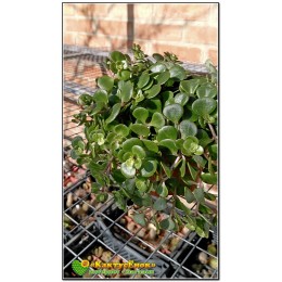 Очиток Макиной (sedum makinoi kosmosje)