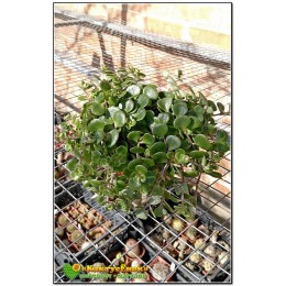 Очиток Макиной (sedum makinoi kosmosje)