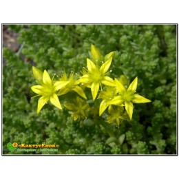 Несколько черенков Очиток "жёлтая королева" (Sedum acre Yellow Queen)