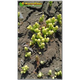 Несколько черенков Очиток "жёлтая королева" (Sedum acre Yellow Queen)