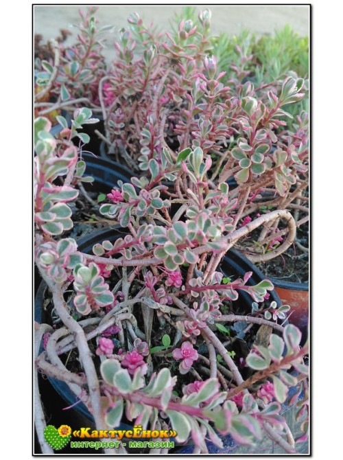 Очиток ложный «Триколор» (Sedum Spurium «Tricolor»)