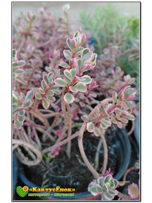 Очиток ложный «Триколор» (Sedum Spurium «Tricolor»)