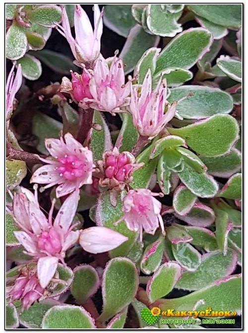 Очиток ложный «Триколор» (Sedum Spurium «Tricolor»)