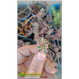 Очиток ложный «Триколор» (Sedum Spurium «Tricolor»)
