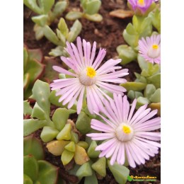 Черенок Оскулярия дельтовидная (Oscularia deltoides),