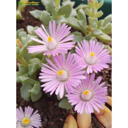 Черенок Оскулярия дельтовидная (Oscularia deltoides),