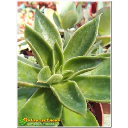 Листовой черенок эхеверия гибридная