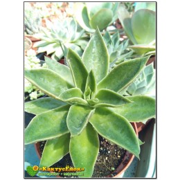 Листовой черенок эхеверия гибридная