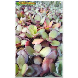 Черенок Крассула (толстянка) овата (Crassula ovata)