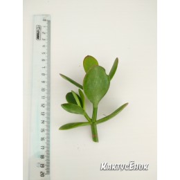 Черенок Крассула (толстянка) овата (Crassula ovata)
