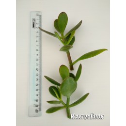 Черенок Крассула (толстянка) овата (Crassula ovata)