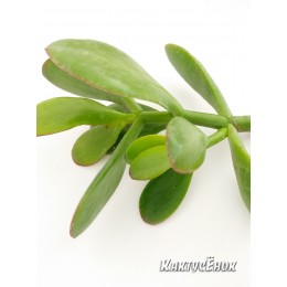 Черенок Крассула (толстянка) овата (Crassula ovata)