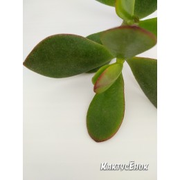 Черенок Крассула (толстянка) овата (Crassula ovata)