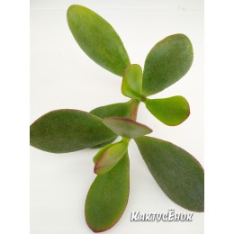 Черенок Крассула (толстянка) овата (Crassula ovata)