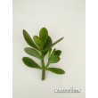 Денежное дерево, крассула овата (Crassula ovata, толстянка овальная)