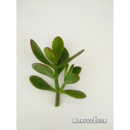 Черенок Крассула (толстянка) овата (Crassula ovata)