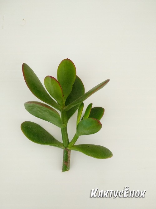 Денежное дерево, крассула овата (Crassula ovata, толстянка овальная)