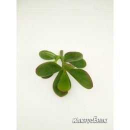Черенок Крассула (толстянка) овата (Crassula ovata)