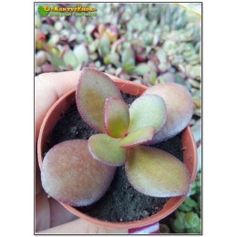Черенок Крассула (толстянка) овата (Crassula ovata)