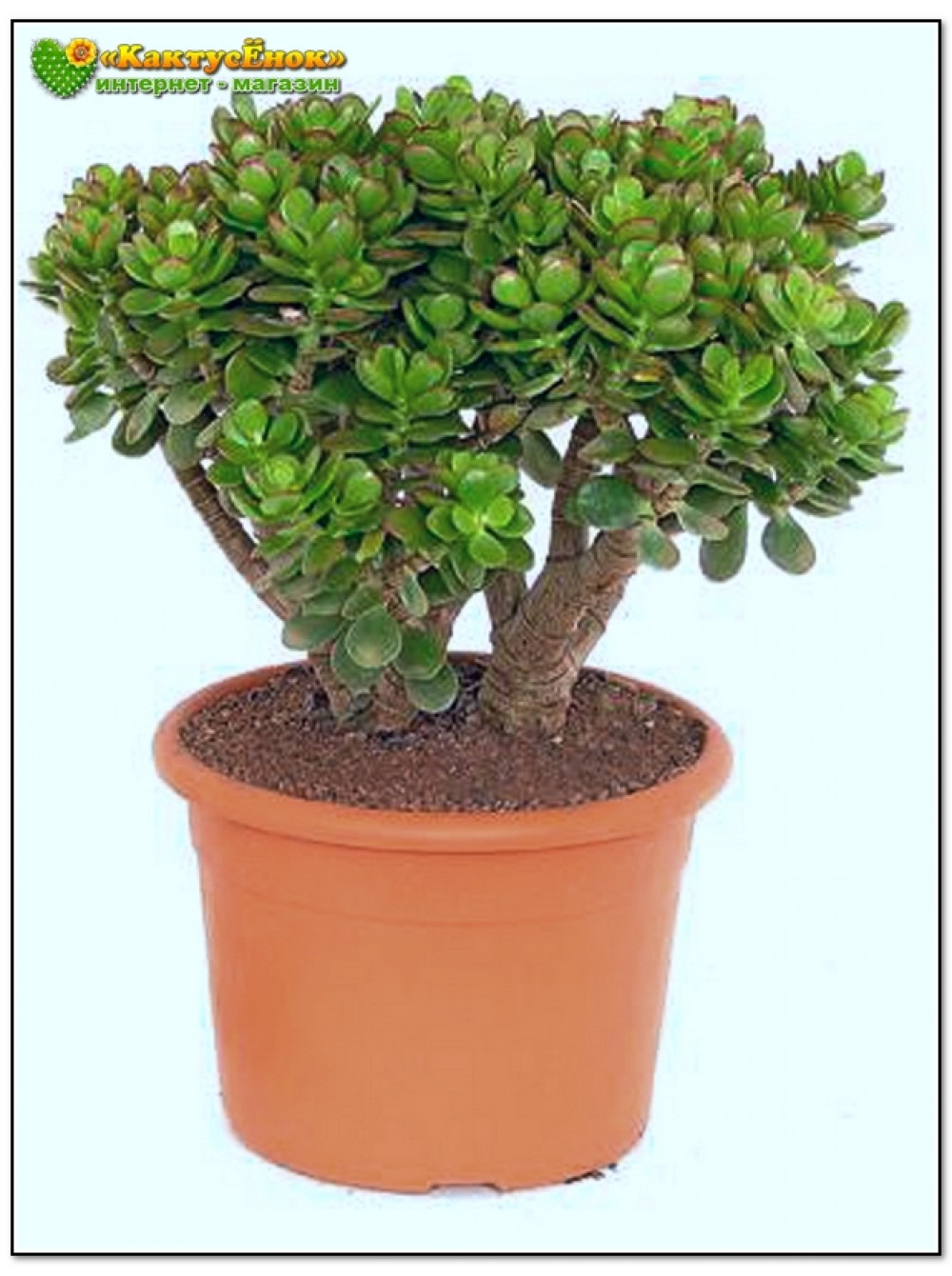 Крассула овата, сорт Минор (Crassula ovata Minor, толстянка овальная  миниатюрная)