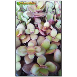Черенок крассула овата, сорт Минор (Crassula ovata Minor, толстянка овальная миниатюрная)