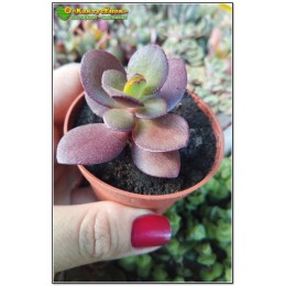 Черенок крассула овата, сорт Минор (Crassula ovata Minor, толстянка овальная миниатюрная)