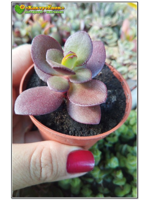 Крассула овата, сорт Минор (Crassula ovata Minor, толстянка овальная миниатюрная)