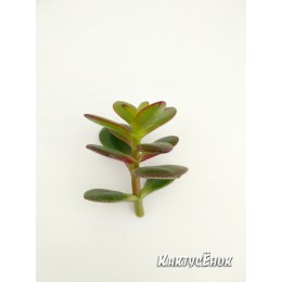 Черенок крассула овата, сорт Минор (Crassula ovata Minor, толстянка овальная миниатюрная)