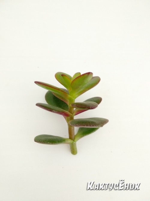 Крассула овата, сорт Минор (Crassula ovata Minor, толстянка овальная миниатюрная)